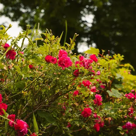 Σπίτι διακοπών Kitty Kiernan's Self Catering Thatch